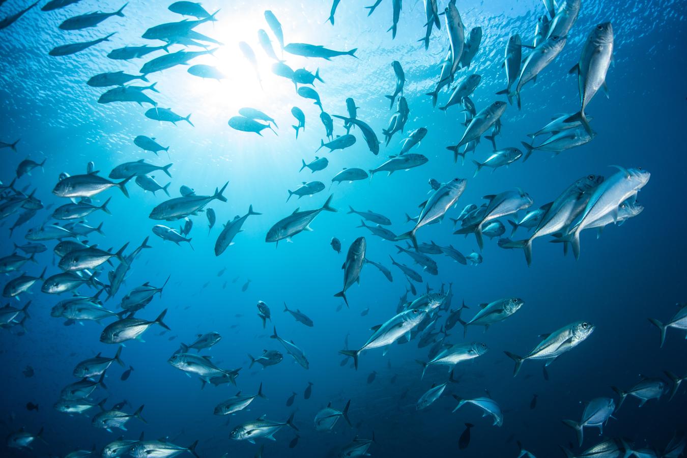 El atún de aleta azul contiene 0,4 gramos de ácido eicosapentaenoico (EPA), un tipo de ácido graso omega 3, por cada 100 gramos. También 1,2 gramos de ácido docosaexaenoico (DHA), otro tipo de omega 3.