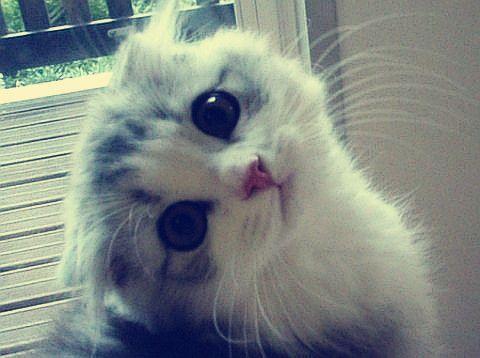 ¿Hola? ¿Hay alguien ahí?