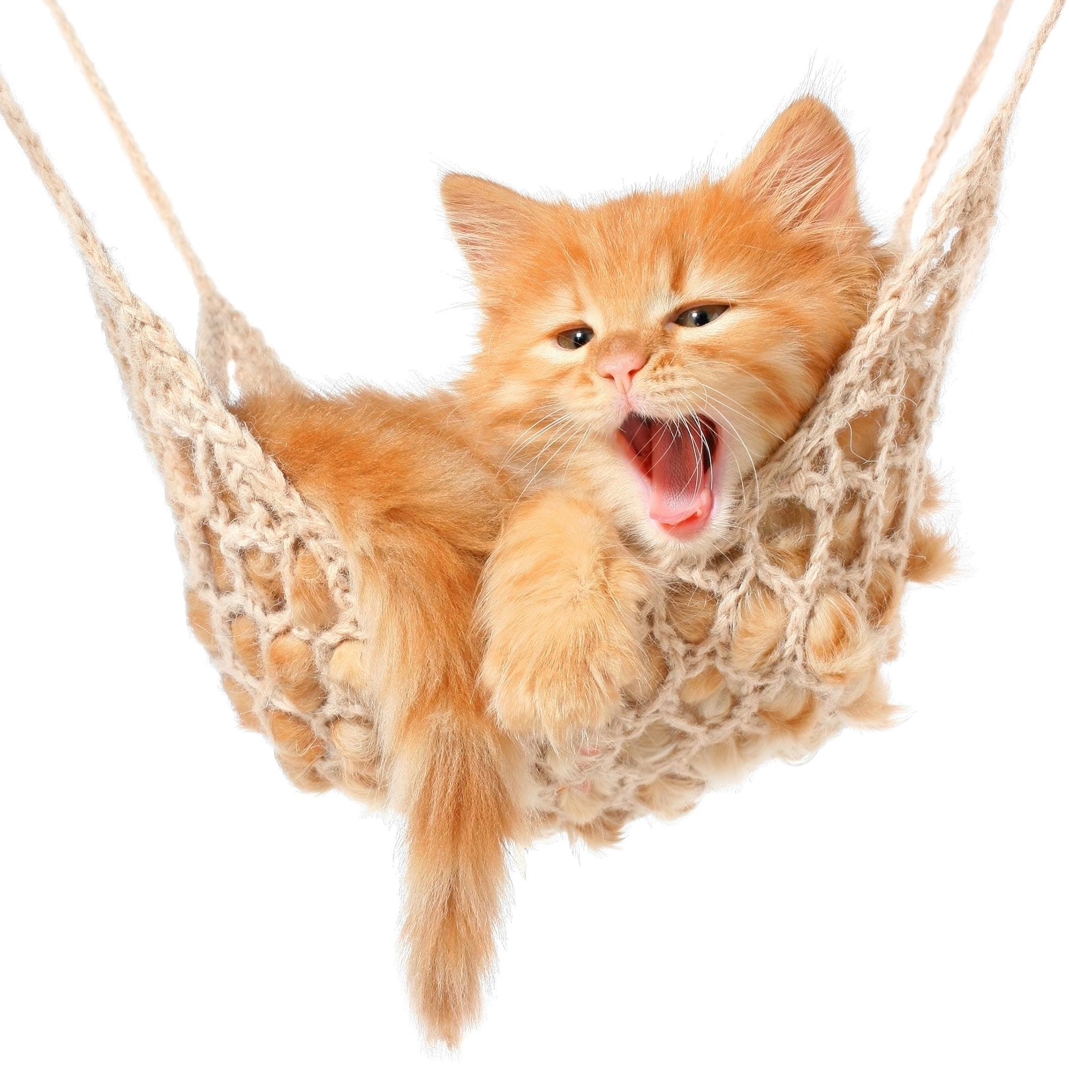 Creemos que este gato está demasiado agusto en su hamaca colgante...