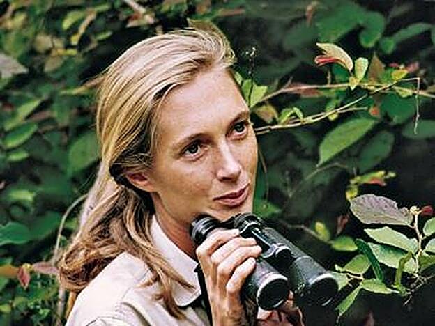 Jane Goodall en la reserva del río Gombe, 1965.
