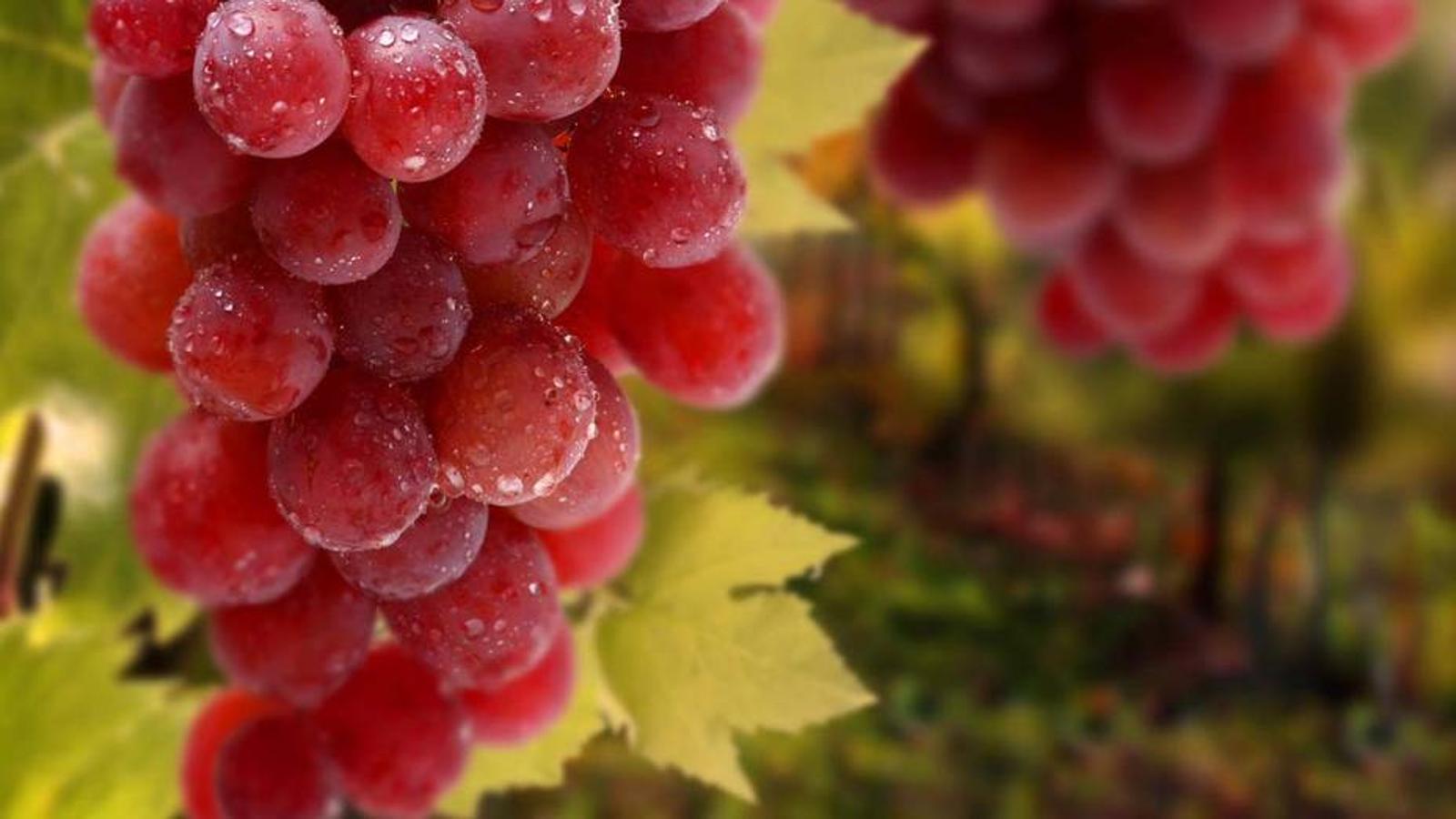 Las uvas contienen resveratrol, un antioxidante derivado de la uva que inhibe el desarrollo de las bacterias que causan estas erupciones cutáneas.