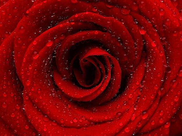 Rosas rojas, perfectas como regalo de San Valentín