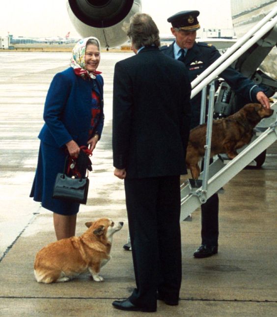 En muchos viajes oficiales, especialmente en los más largos, la Reina ha embarcado en su avión privado a sus 'corgis'. En otras ocasiones, el personal ha llevado a los perros a la pista de aterrizaje para recibir a su dueña.
