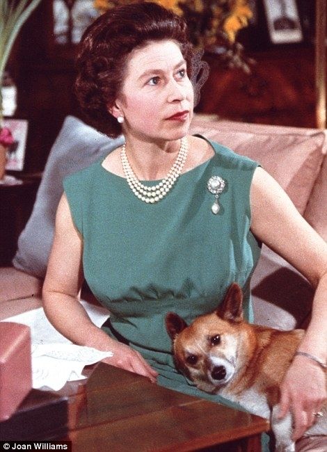 Otro momento que demuestra la intimidad de Isabel II con sus mascotas: aquí vemos cómo en medio de una sesión de fotos, una de ellas recuesta la cabeza en su regazo.