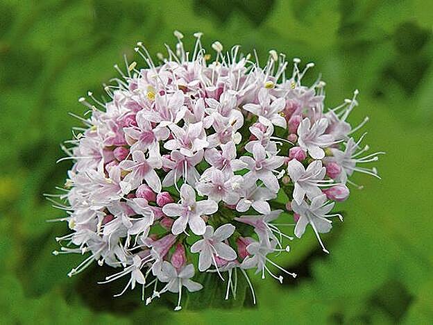 Valeriana