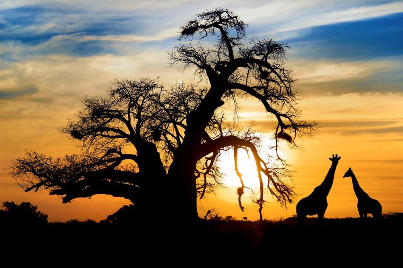 Tanzania, Kenia, Sudáfrica, Botsuana, Namibia… La lista de países africanos en los que vivir una aventura inolvidable, atravesando parques nacionales y descubriendo la vida salvaje más auténtica en libertad y en su hábitat natural, es uno de los deseos hechos realidad de muchas parejas que deciden darse el 'sí, quiero'. Del Kilimanjaro al lago Victoria o las dunas del desierto del Namib, África se abre imponente ante nosotros para disfrutar de unos días en los que la naturaleza (y vuestro recién estrenado matrimonio) será la protagonista. Y para completar los días de safari, terminad el viaje de novios en una de las islas más bellas de toda África: Zanzíbar.