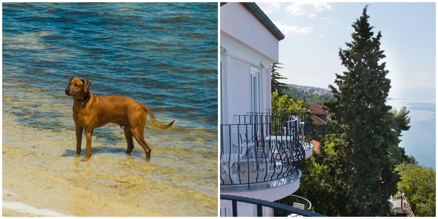 Crikvenica fue un antiguo asentamiento romano y es perfecto para los viajeros y animales de compañía que busquen tranquilidadm pues está repleto de bonitas costas, lagos naturales e inlcuso un chiringuito para perros, el Monty’s Dog Bar and Beach, que os recibirá con los brazos abiertos si queréis nadar y comer algo. Aparte de comida apta para humanos, tienen pizzas, helados e infusiones para perros.Dónde alojarse: el Hotel Vali Dramalj, a solo un minuto a pie de la playa y con unas maravillosas vistas al Adriático.