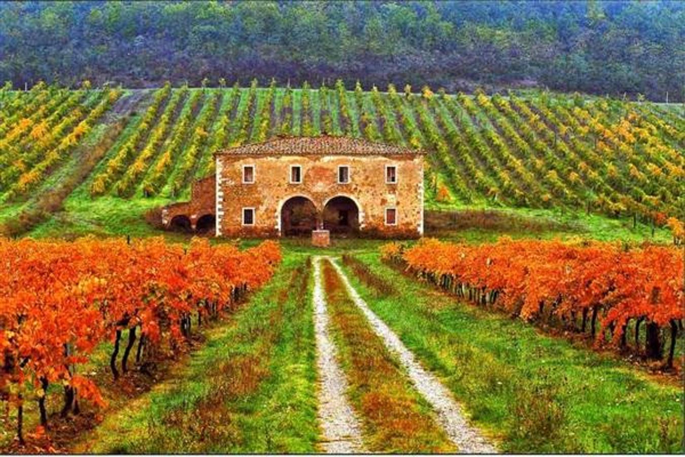 La idílica región de la Toscana cuenta con 29 Denominaciones de Origen, por lo que también es un lugar ideal para recorrer durante el otoño y descubrir a fondo el proceso de la vendimia a través de sus campos y sus pueblos: de Chianti a Impruneta, pasando por Villa Medicea di Lilliano, a poco kilómetros de Florencia.