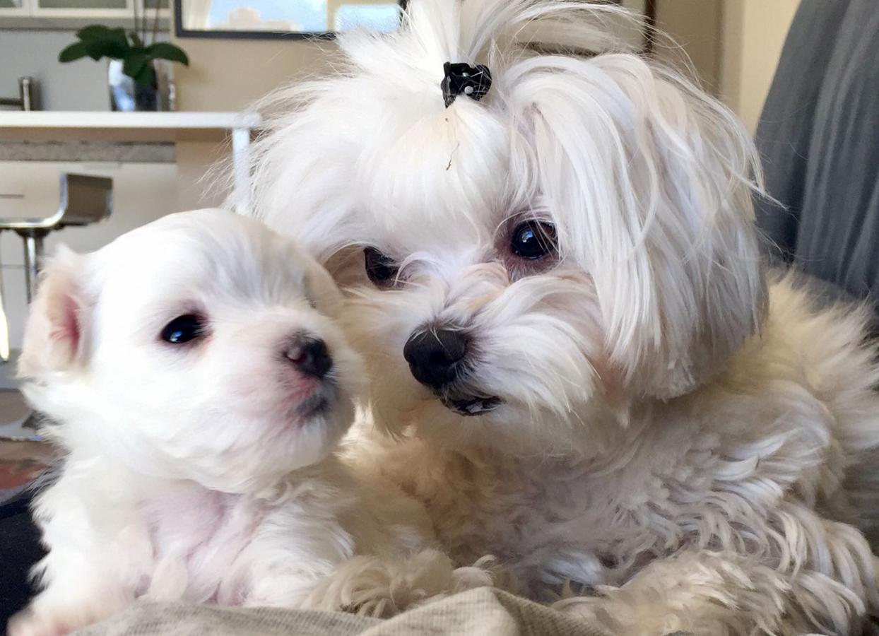 Fotos: Celebramos el Día Mundial de los Animales con las mascotas de la redacción