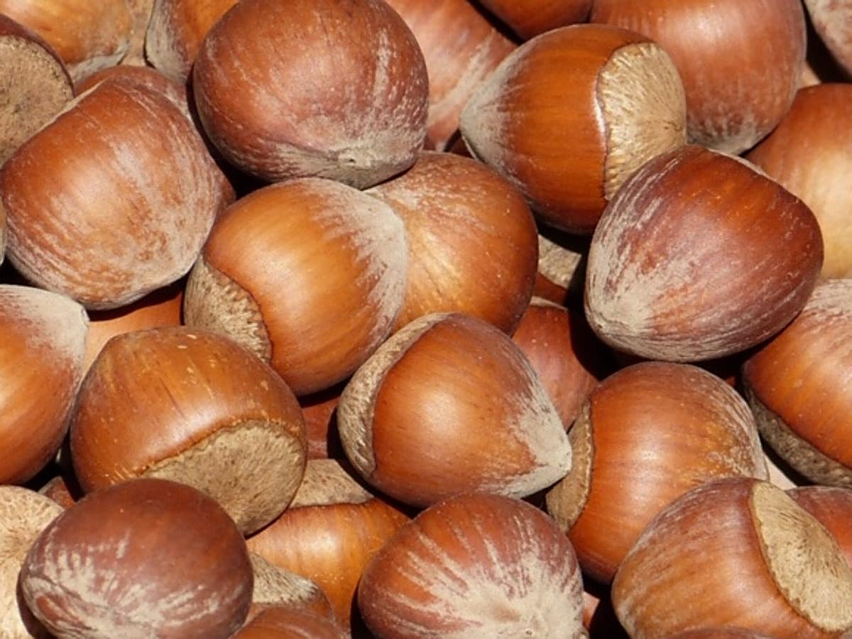 La dosis diaria de vitamina E que recomiendan los organismos científicos oscilan desde los 6 miligramos, en la infancia, hasta los 15 miligramos, en la edad adulta. Ello se consigue con un consumo de pequeñas cantidades de frutos secos, entre ellos las avellanas (entre  20 y 30 gramos  diarios). Este fruto destaca por ser  rico en minerales y vitaminas como A, E y ácido fólico, además de magnesio y calcio . Al igual que otros de sus compañeros, la avellana reduce los niveles de colesterol y ayuda a prevenir problemas cardíacos.