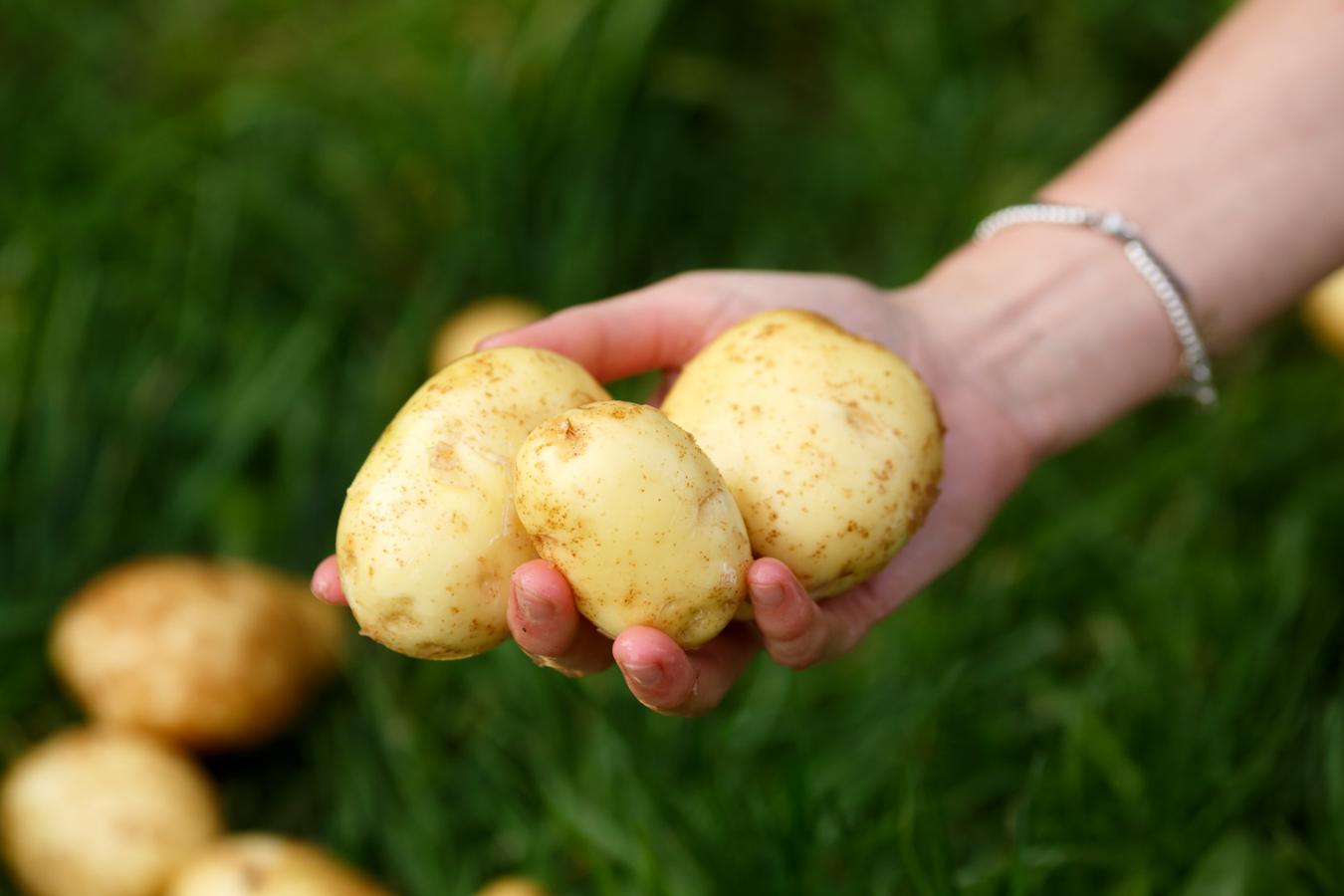 Debido a su alto contenido de agua, al meterlas crudas en el congelador,  se cristaliza la fécula que le da textura y consistencia . Una vez alcanza la temperatura ambiental, comienza a deshacerse y pierden sabor.