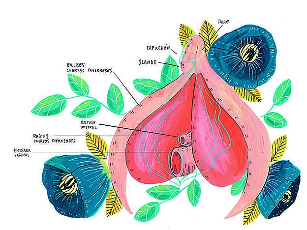 El clítoris tiene 8.000 terminaciones nerviosas, el doble que el pene. Su única función es el placer.