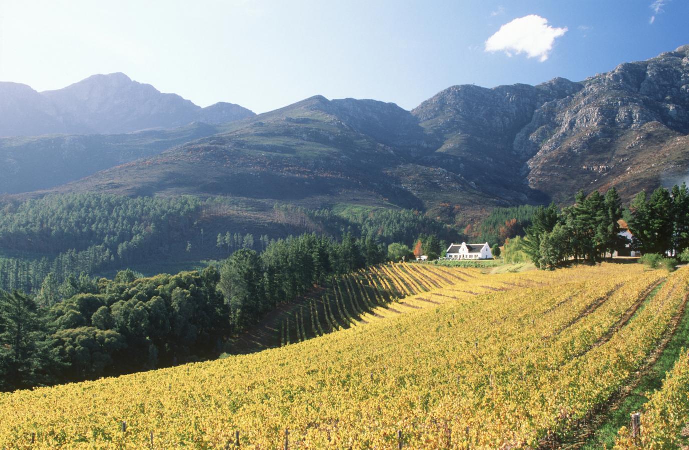 A un corto trayecto de Ciudad del Cabo se halla la región vinícola del país, centrada en las ciudades históricas de Franschhoek y Stellenbosch, donde lo bueno está en las bodegas y restaurantes que surgen entre el precioso paisaje de tierras altas. El destino circuitos de cata económicos seguidos de relajadas comidas con productos de primera y deliciosos vinos locales. Quien quiera gastarse un poco más y pasar la noche allí podrá optar a pensiones y B&B excelentes que en otro lugar costarían muchísimo más.Si se va a beber vino, es fácil contratar a un chófer para la ruta de catas. El aeropuerto de Ciudad del Cabo es fácilmente accesible desde las Winelands.
