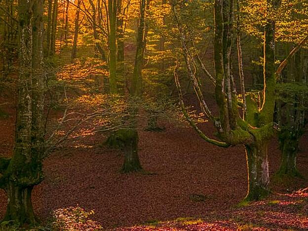 El Hayedo de Oztarreta es uno de los parajes favoritos de los amantes del montañiñsmo