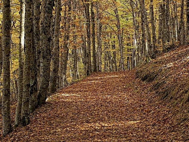 Una de las sendas del Hayedo de Tejera Negra