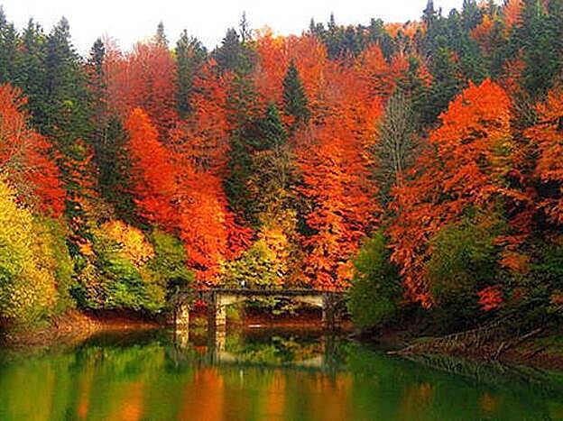 La selva de Irati permite ver uno de los mayores espectáculos naturales de color