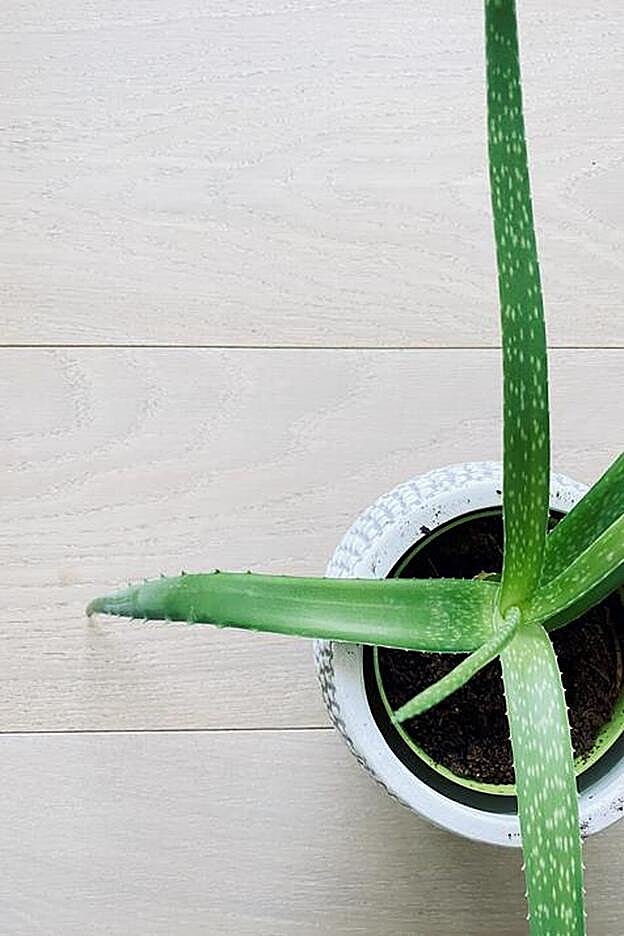 Una planta de aloe vera.