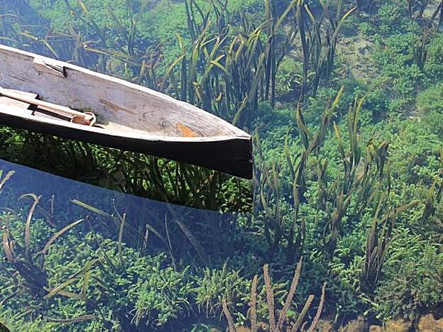 Las algas no proviene únicamente del mar, también se extraen de los ríos.