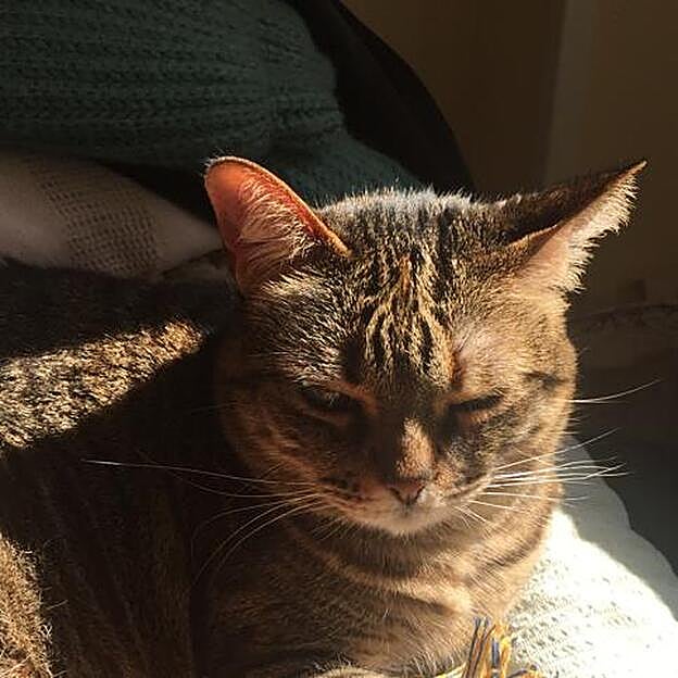 Frida, una de mis compañeras no humanas de piso