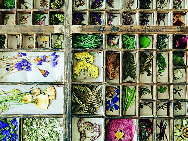 Rresultado del proceso de recolección, prensado, clasificación y composición de paisajes en miniatura de Taller Silvestre.