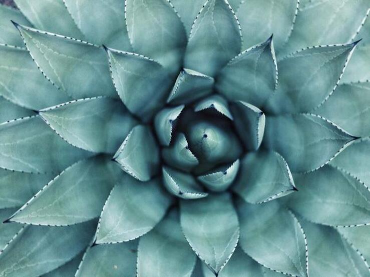 Fotos: Los siete mejores cosméticos baratos con aloe vera, el ingrediente natural para calmar y cuidar tu piel y tu pelo