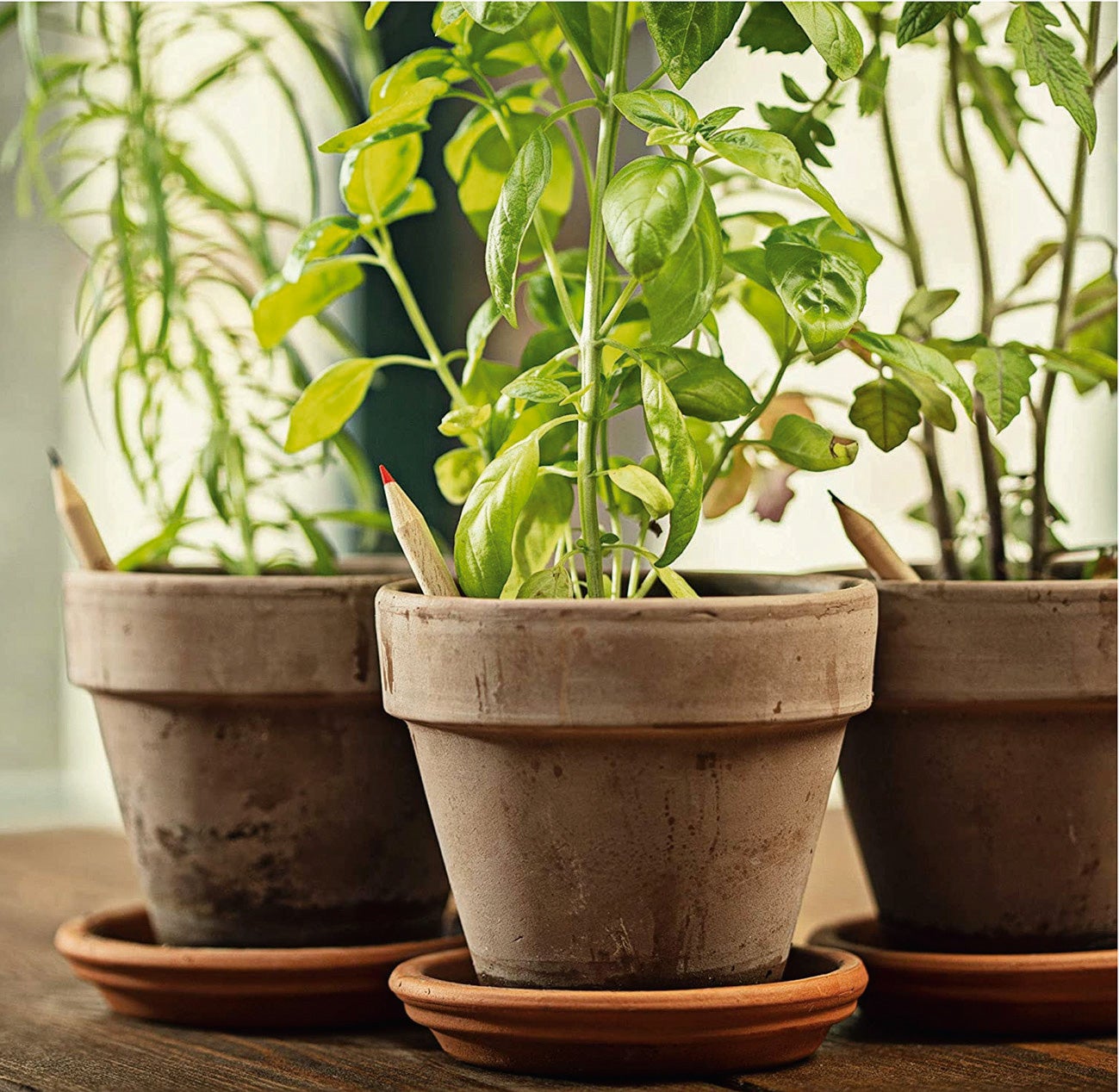 Lápices plantables, con una semilla, de Sprout (10,95 € en Amazon).