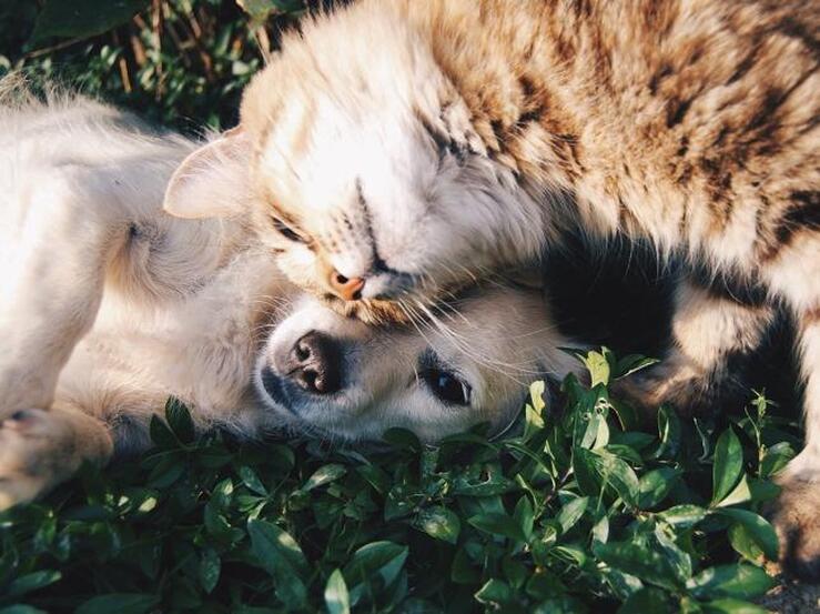 Fotos: Las mejores ofertas para mascotas de las rebajas: 10 juguetes para perros y gatos