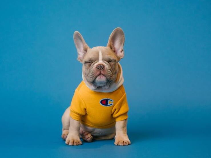 Fotos: Las novedades de otoño-invierno para tu mascota