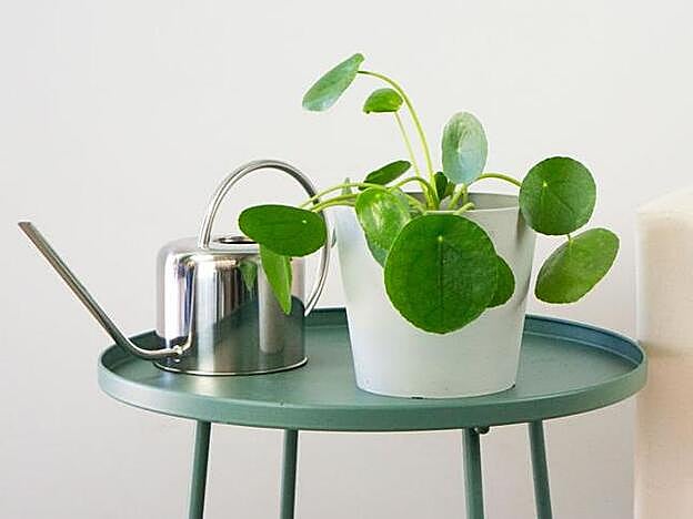 La planta china del dinero es fácil de cuidar y de comaprtir: rápidamente le salen nuevos brotes.