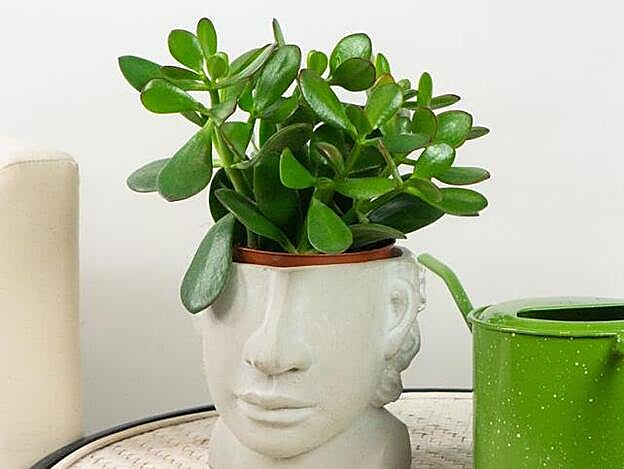 La planta de jade se adapta a cualquier espacio y crece incluso con luz artificial.