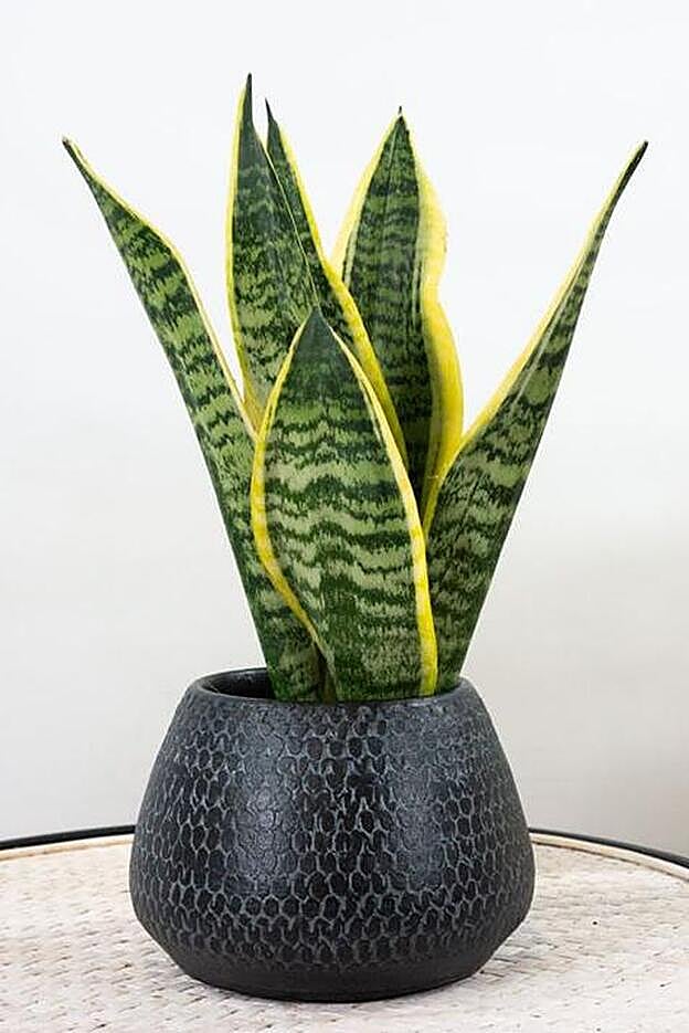 La planta serpiente es muy fácil de cuidar.