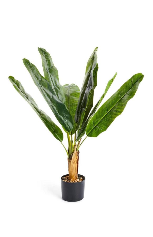 Con macetero en color negro, esta palmera pequeña tiene un precio de 20 euros.