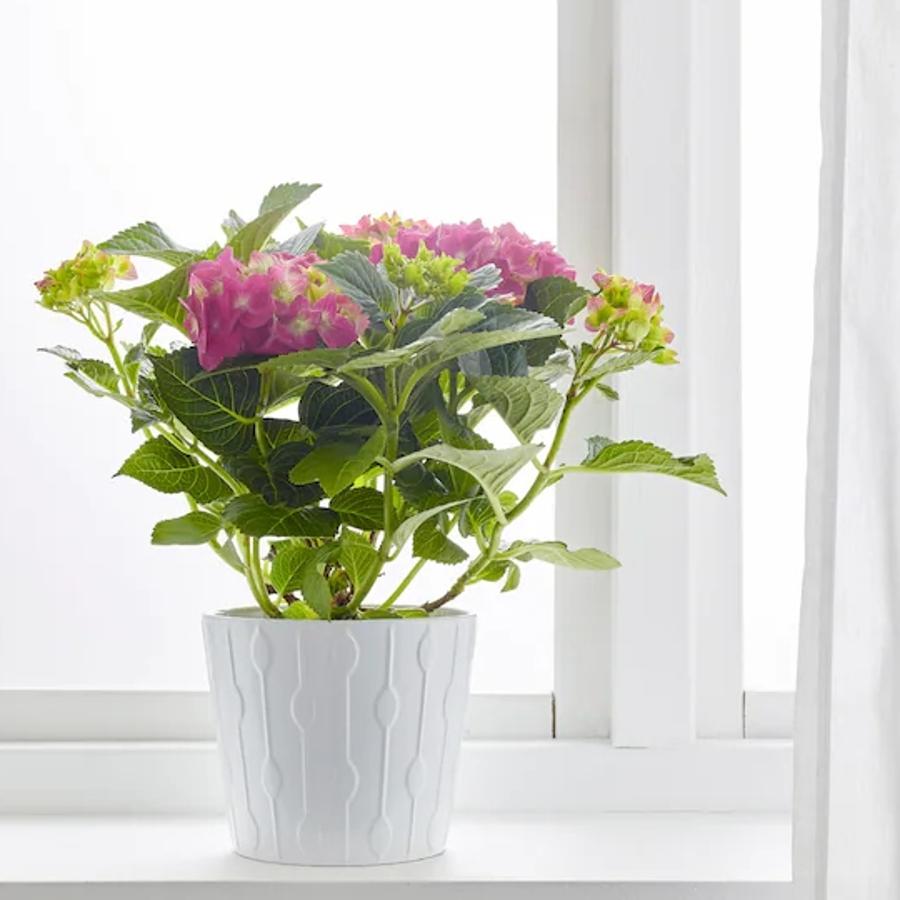 Las plantas alegran cualquier rincón, y también le darán un toque coqueto a tu zona de trabajo. Esta hortensia cuesta 7 euros en Ikea, pero solo se vende en tiendas.
