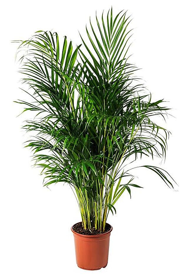 Planta natural de altura media de Ikea.