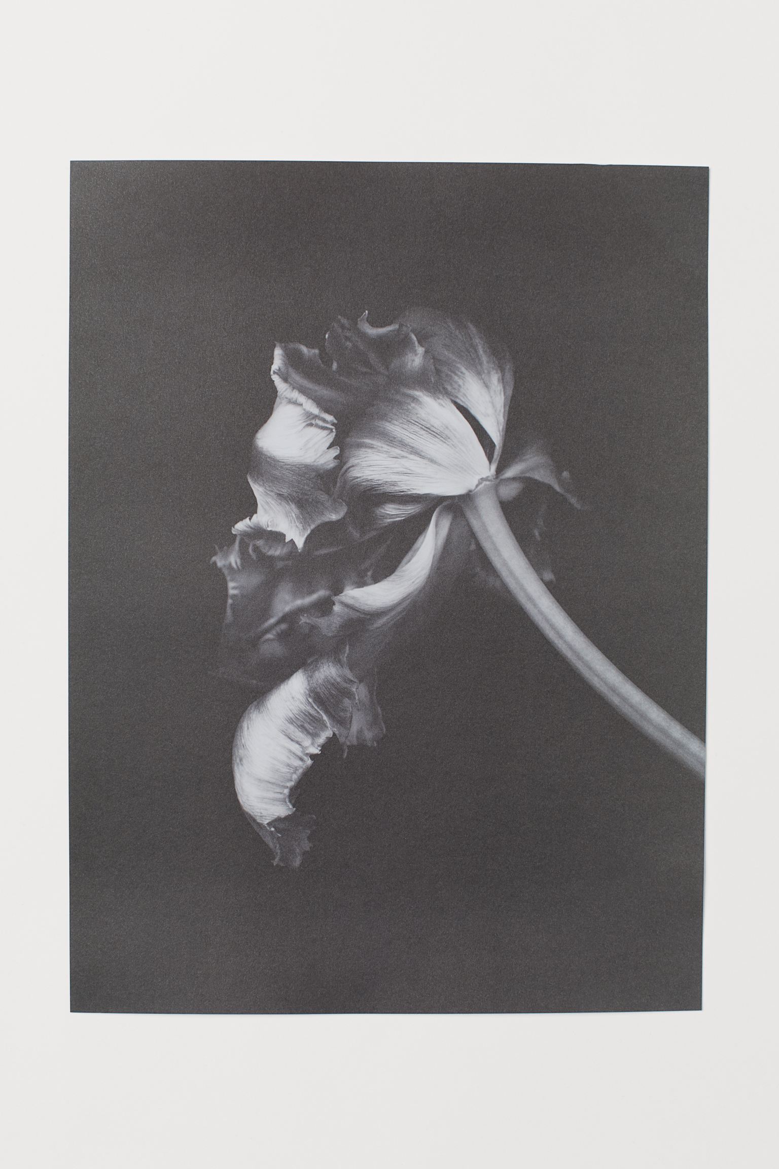 Este elegante póster para poner una nota muy artística en un rincón especial de tu casa, rebajado a 4.99 euros.