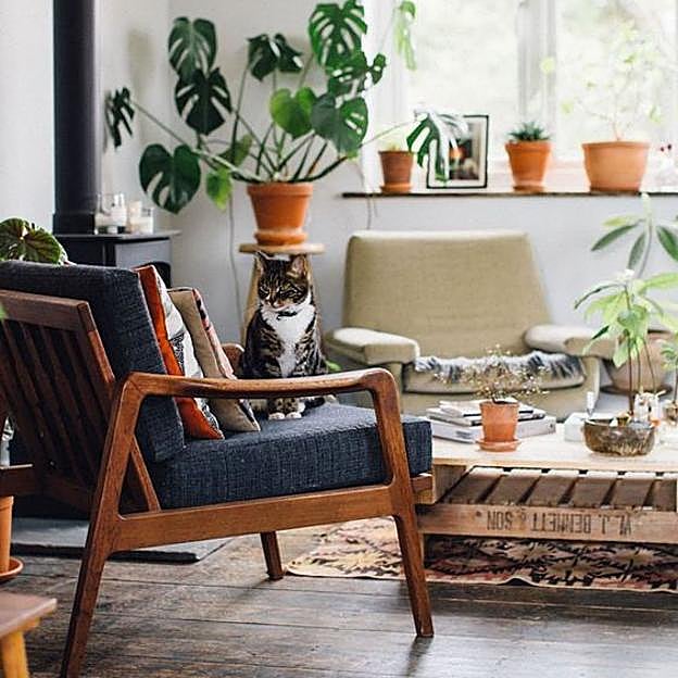 Las plantas más seguras y fáciles de mantener para decorar tu casa (y las tóxicas que tienes que evitar)