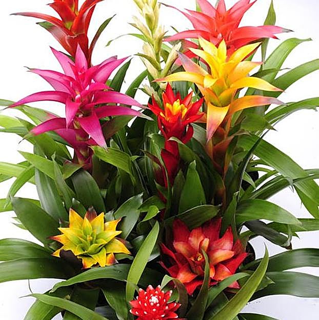 Imagen principal - Las plantas de interior más fáciles de cuidar con las que decorar toda tu casa en invierno (incluso si tiene poca luz)