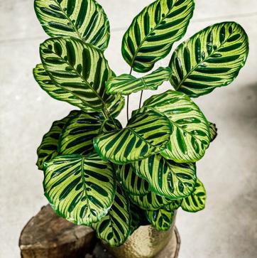 Imagen secundaria 1 - Las plantas de interior más fáciles de cuidar con las que decorar toda tu casa en invierno (incluso si tiene poca luz)