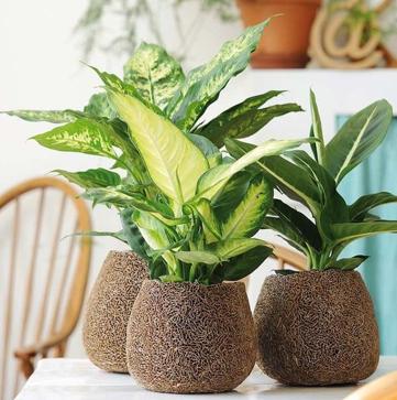 Imagen secundaria 1 - Las plantas de interior más fáciles de cuidar con las que decorar toda tu casa en invierno (incluso si tiene poca luz)