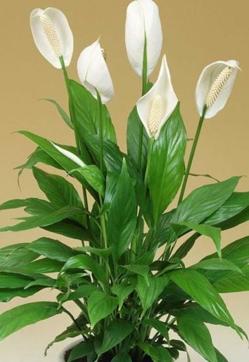 Imagen secundaria 2 - Las plantas de interior más fáciles de cuidar con las que decorar toda tu casa en invierno (incluso si tiene poca luz)