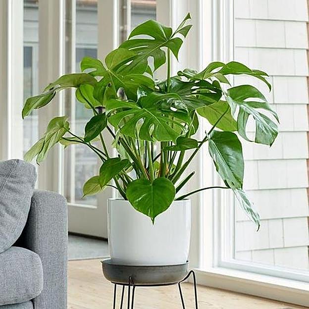 Imagen principal - Las plantas de interior más fáciles de cuidar con las que decorar toda tu casa en invierno (incluso si tiene poca luz)