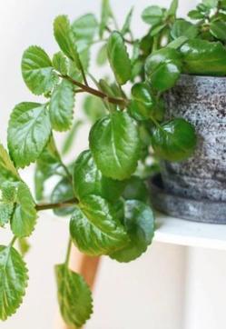 Imagen secundaria 2 - Las plantas de interior más fáciles de cuidar con las que decorar toda tu casa en invierno (incluso si tiene poca luz)