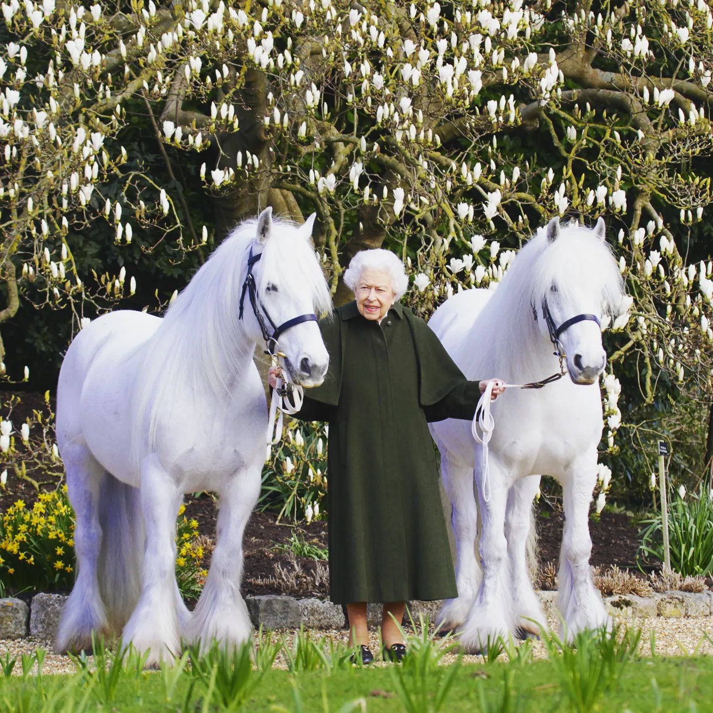 Isabel II cumple 96 años el 21 de abril de 2022, y para conmemorarlo, Buckingham Palace ha distribuido una imagen oficial en el que aparece la reina con sus dos ponies favoritos, Bybeck Katie y Bybeck Nightingale, en el Castillo de Windsor.