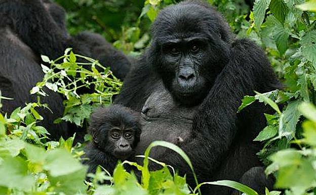 Golinas en la montaña