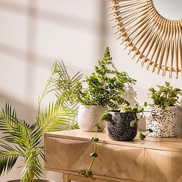 Agrega plantas en la cómoda del recibidor para conseguir más color y luz en la entrada.