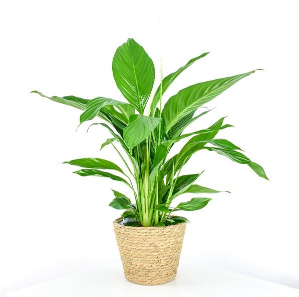 Una solución para las casas con poca luz es agregar espatifilo, una planta que da iluminosidad y serenidad a cualquier hogar.