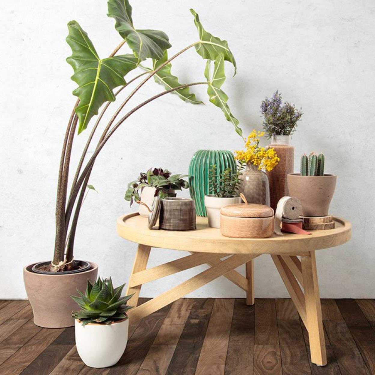 Las plantas son siempre un must en cualquier lugar: elegantes, decorativas y también refrescantes.
