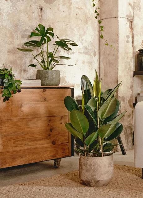 Imagen - Ficus es una planta que no requiere de muchos cuidados para sobrevivir.