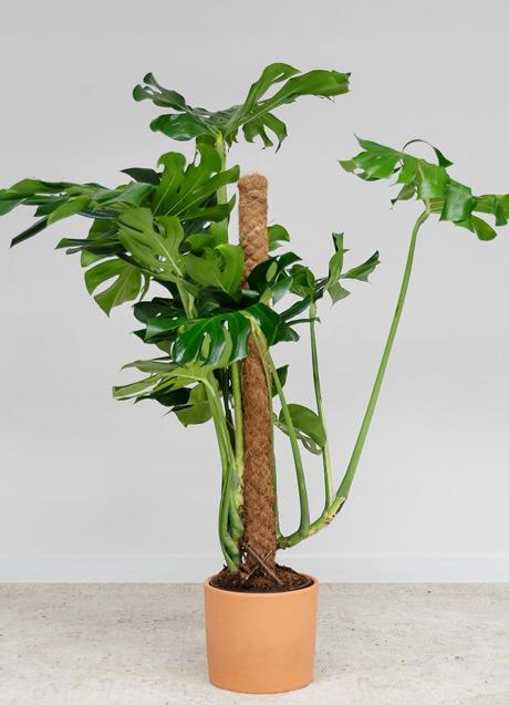 Imagen - La Monstera es una planta pensada tanto para interior como exterior.