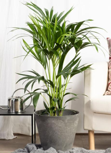 Imagen - Pothos es una planta purificadora perfecta para el interior.